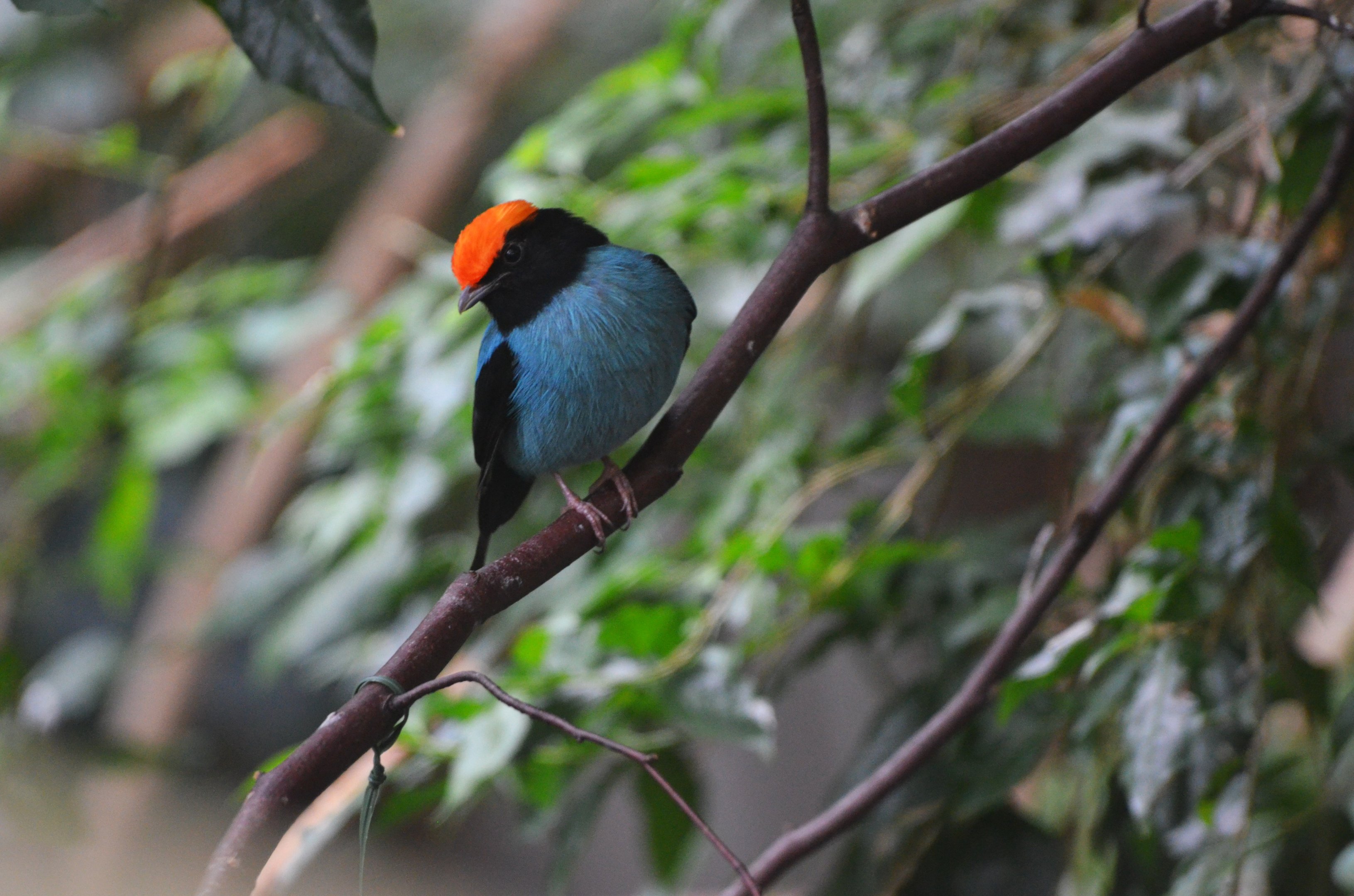 Blue Manakin at Wuppertal, 16/06/19