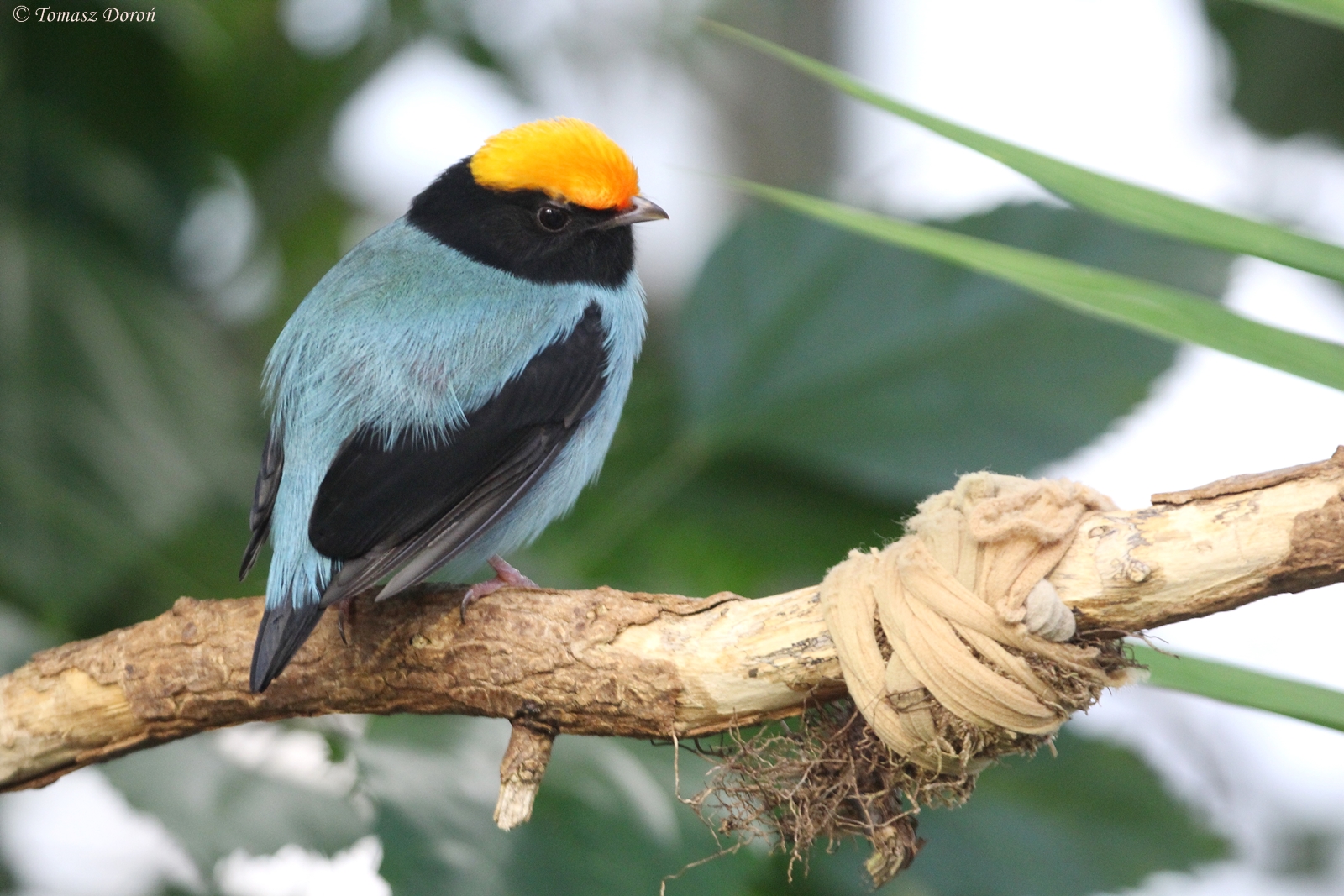 Blue Manakin (Chiroxiphia caudata) male