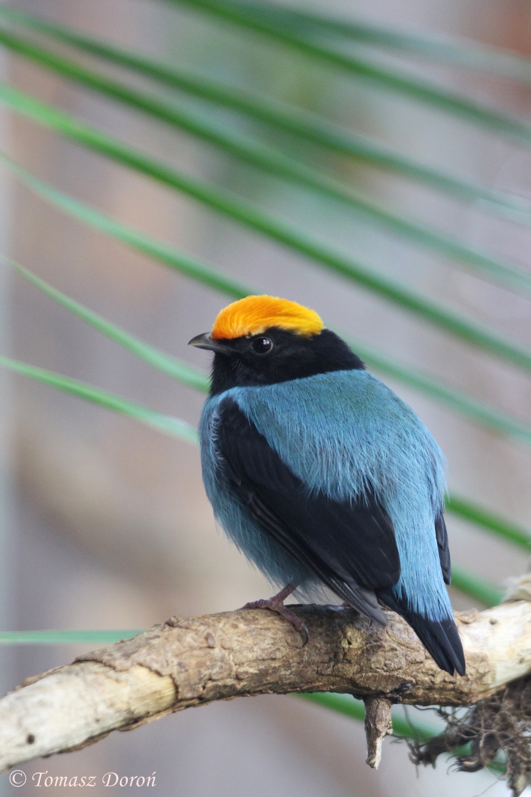 Blue Manakin (Chiroxiphia caudata) male