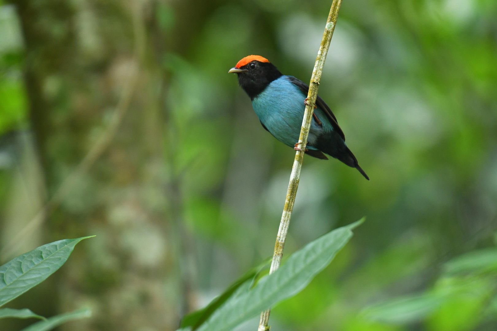 Blue Manakin (Chiroxiphia caudata)