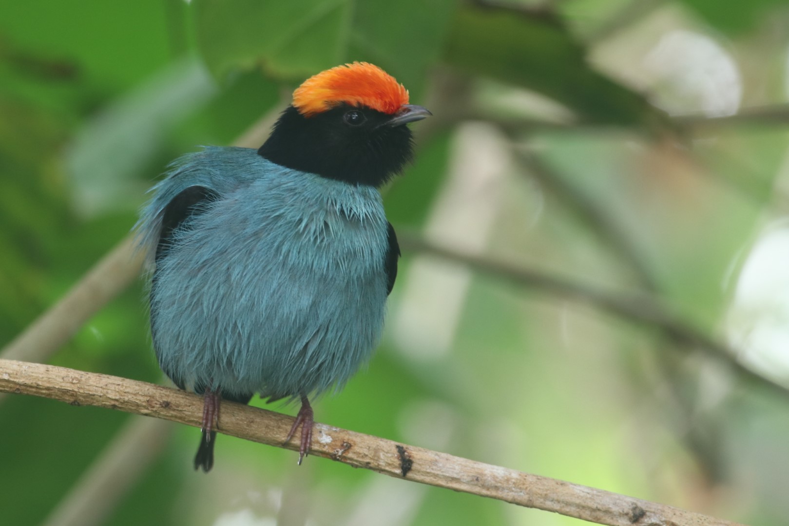 Blue manakin