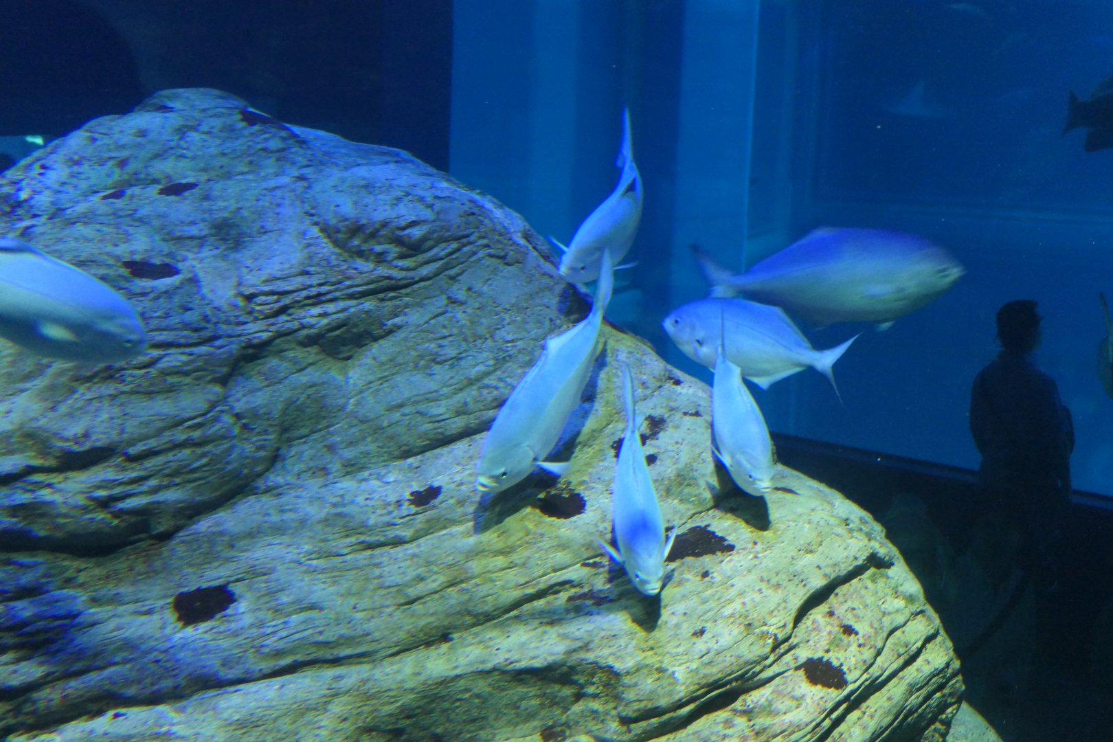 Blue Maomao (Scorpis violacea)