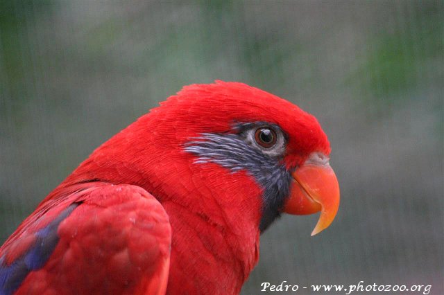 Blue-masked lory (Eos semilarvata)