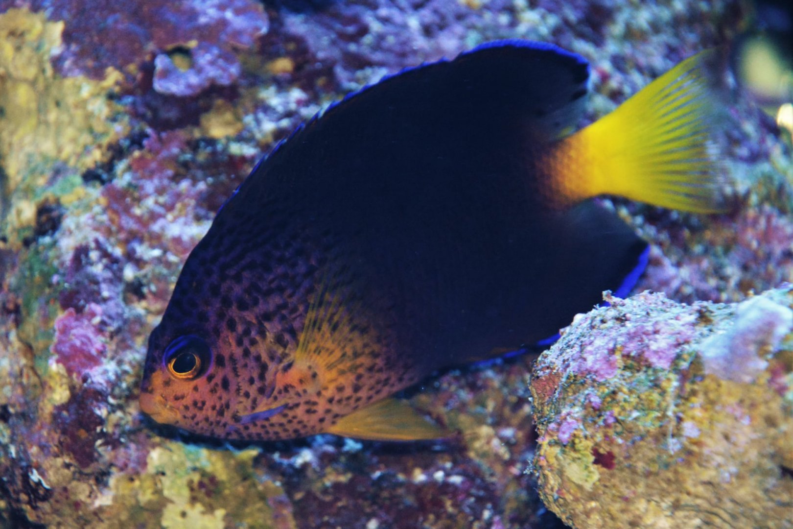 Blue Mauritius angelfish (Centropyge debelius)
