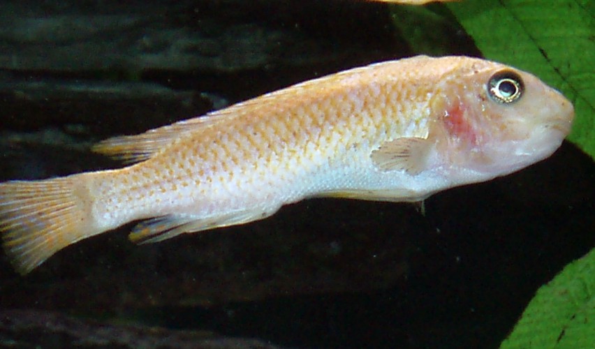Blue Mbuna (Labeotropheus fuelleborni)