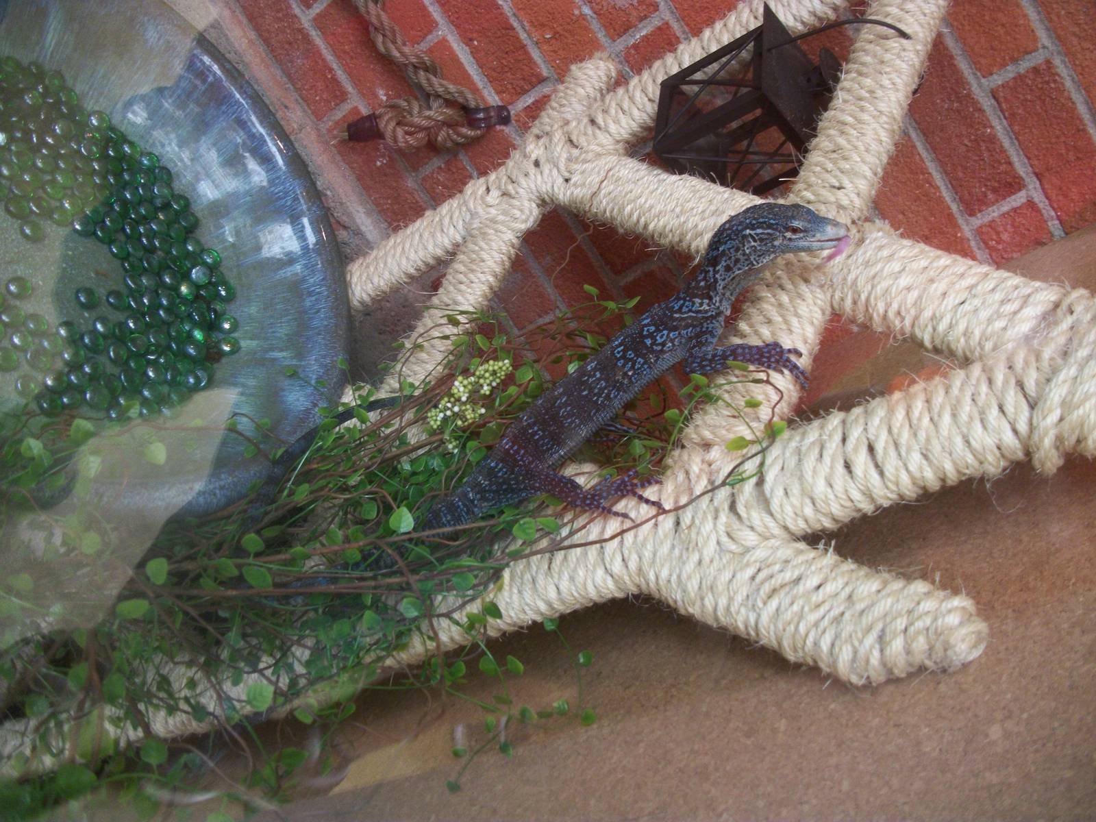 Blue Monitor-CMZ July 2012