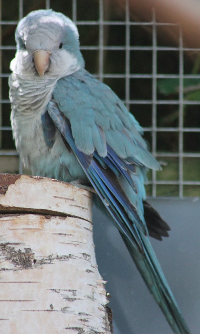 Blue Monk parakeet