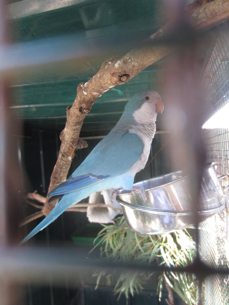 Blue Monk Parrot