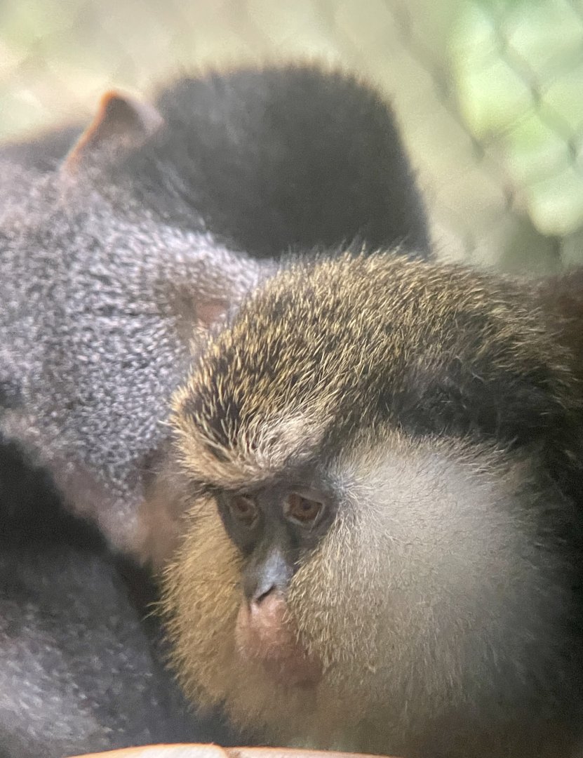 Blue Monkey and Mona Monkey