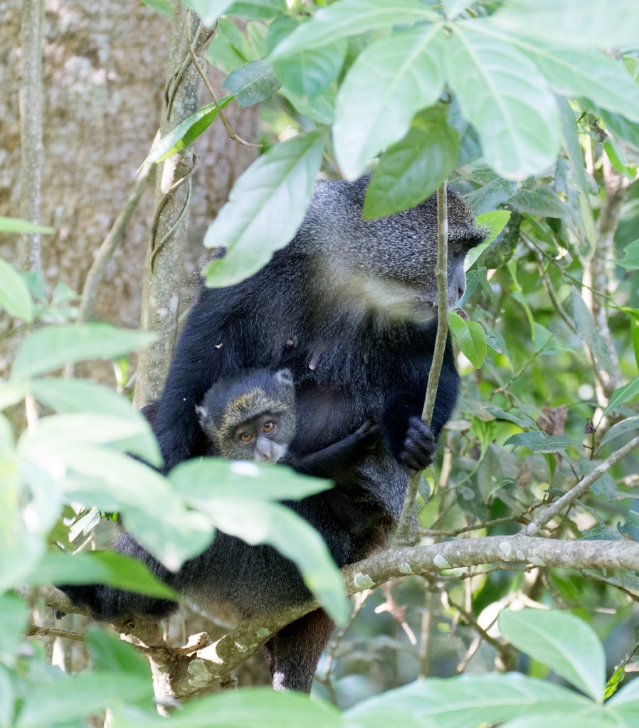 Blue Monkey and offspring