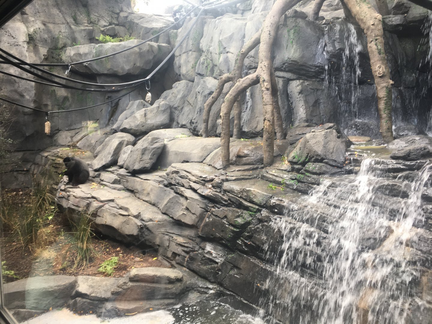 Blue Monkey, Angolan Colobus, Rock Hyrax Exhibit Left Side
