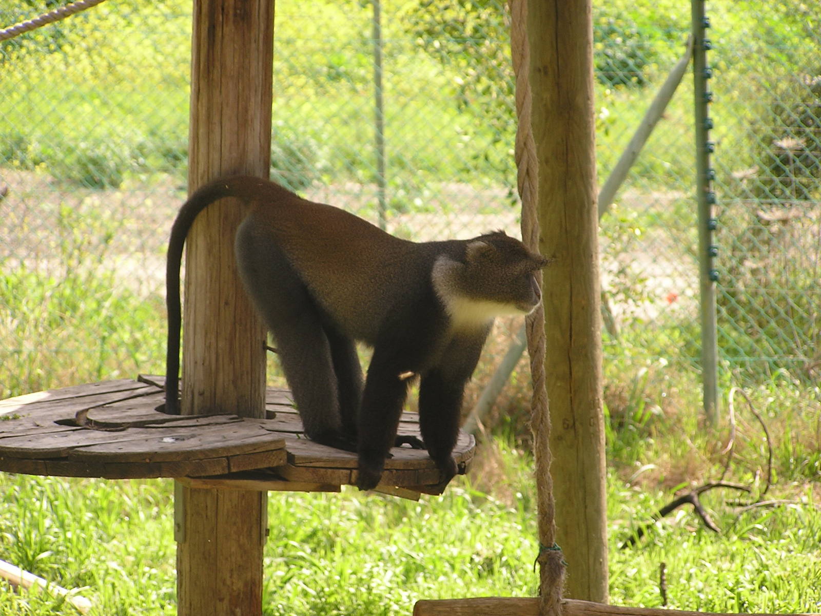 Blue monkey/ Cercopithecus mitis