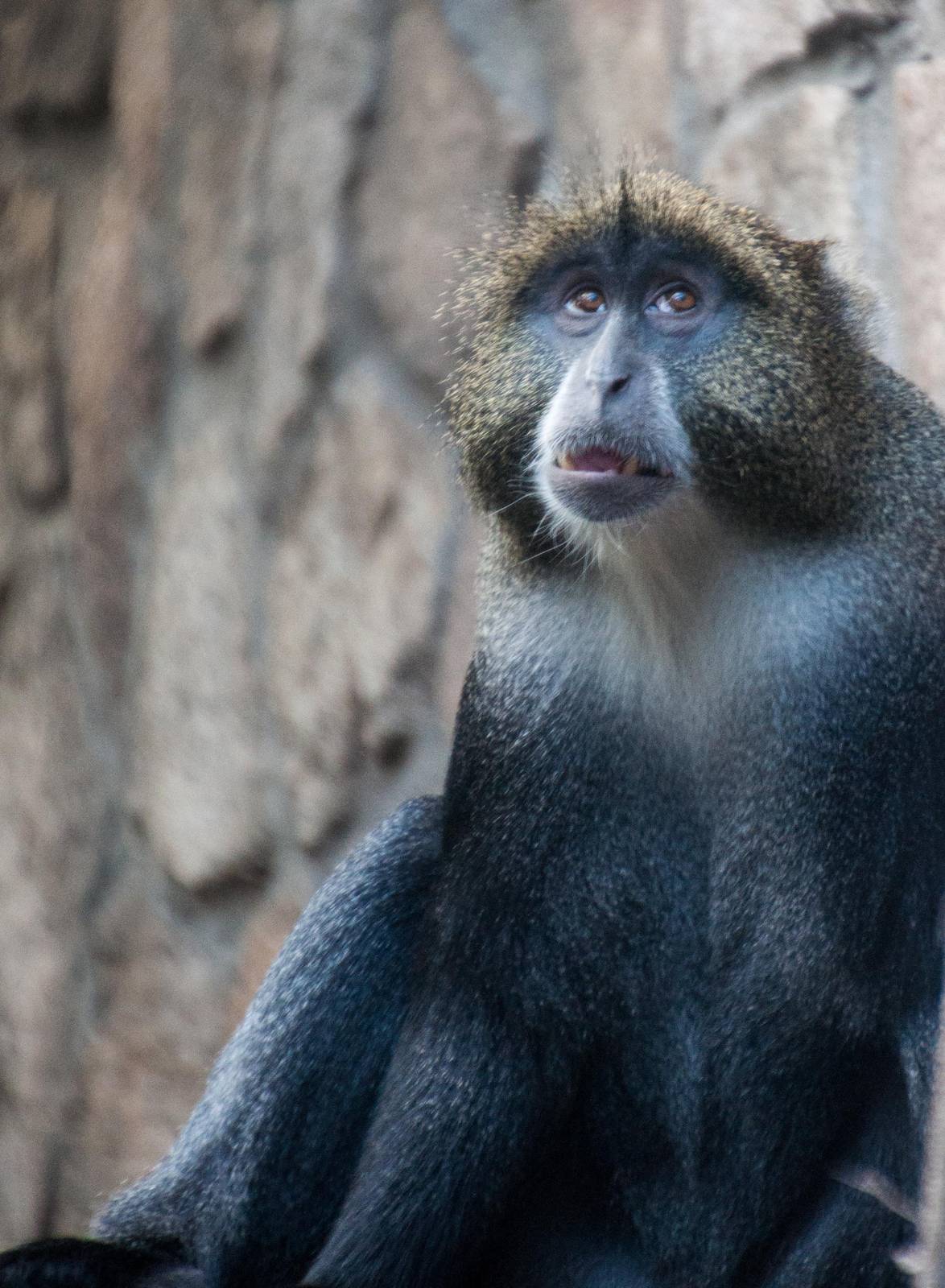 Blue Monkey - Cercopithecus mitis