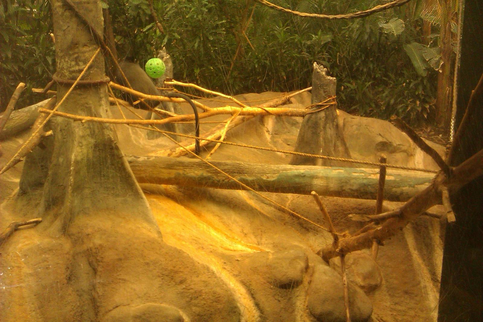 Blue Monkey/Mandrill Exhibit