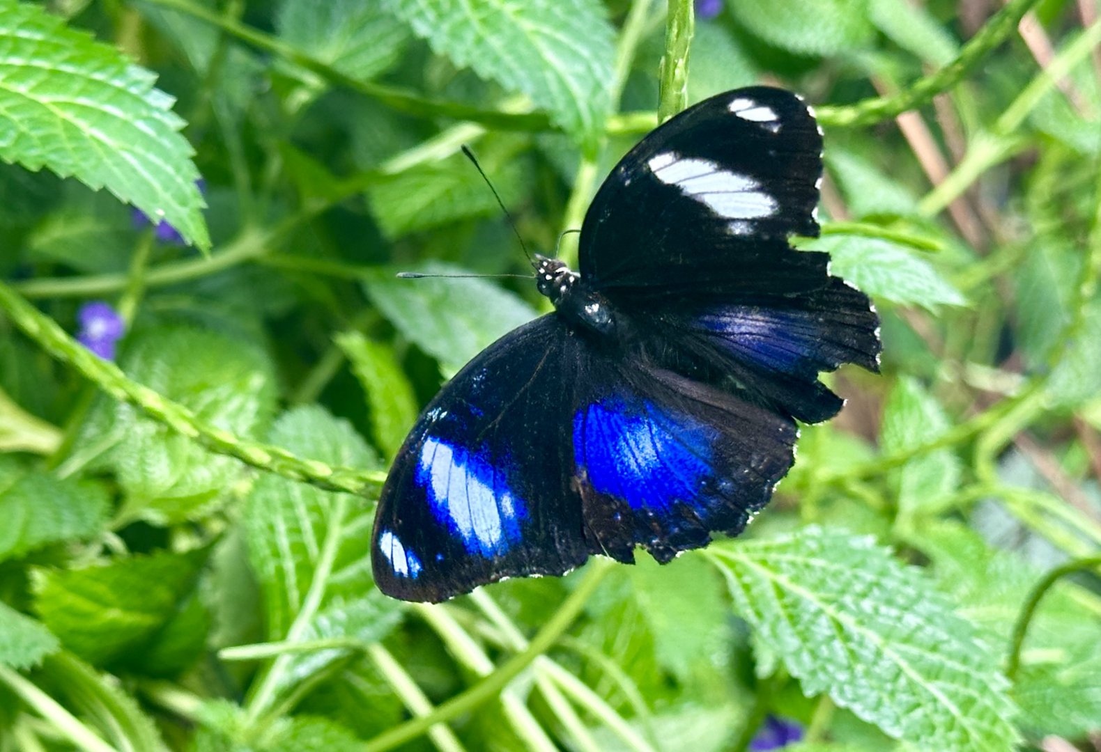 Blue moon butterfly (Hypolimnas bolina)