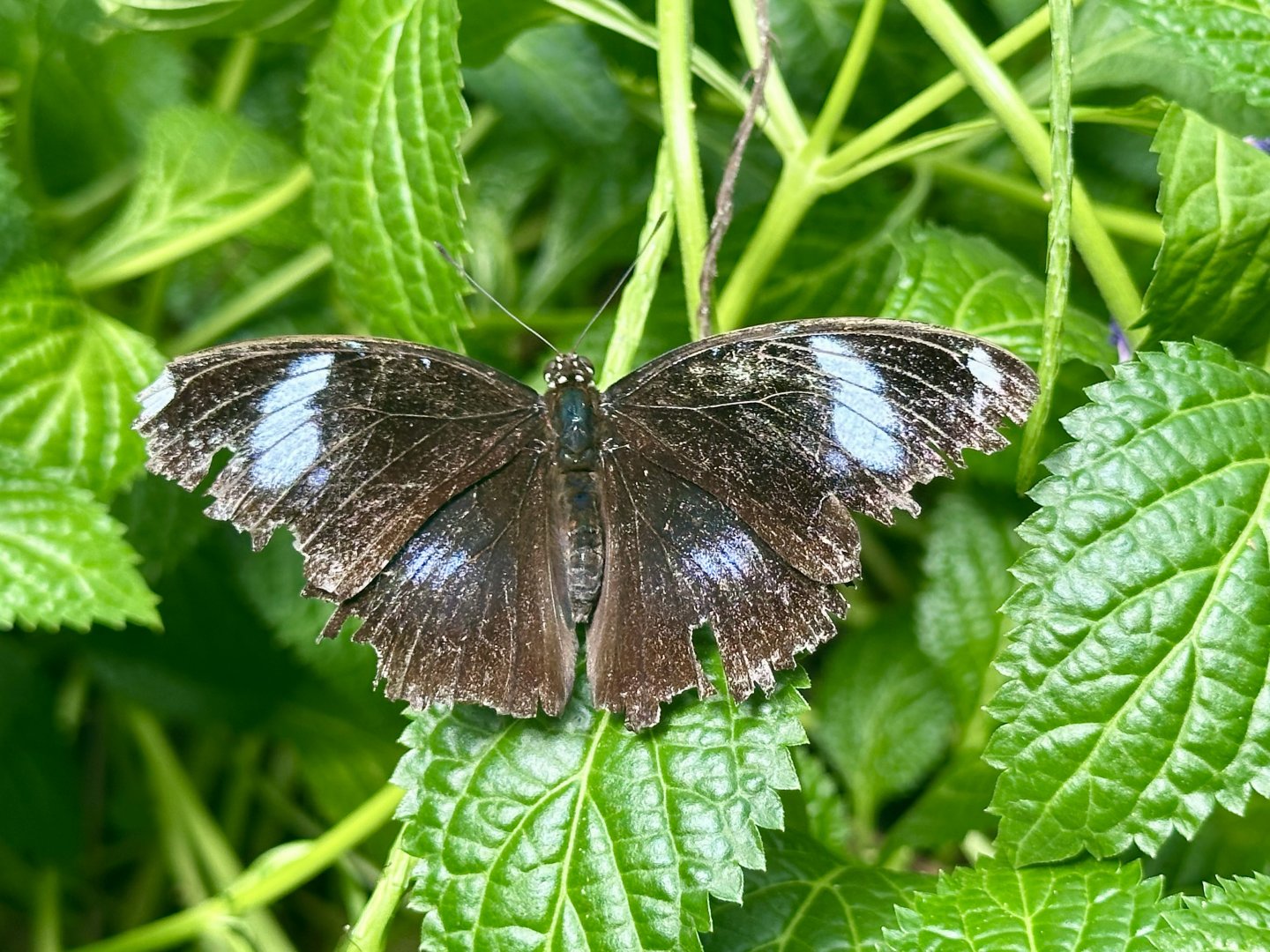 Blue moon butterfly (Hypolimnas bolina)