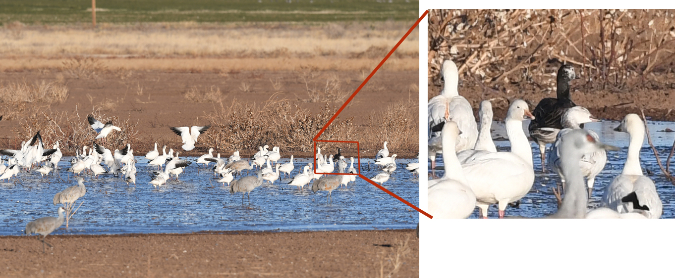 blue morph snow goose