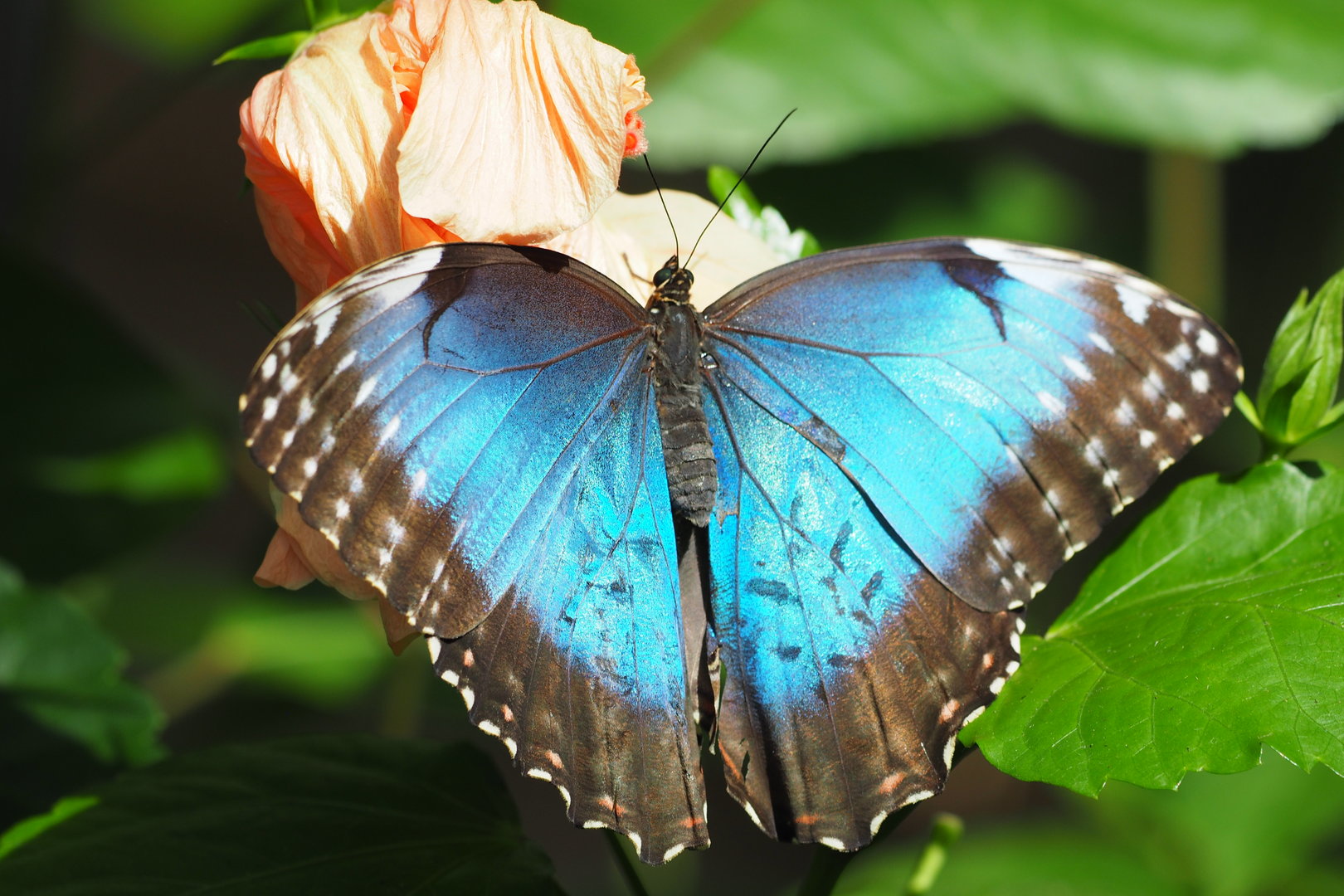 Blue Morpho 2