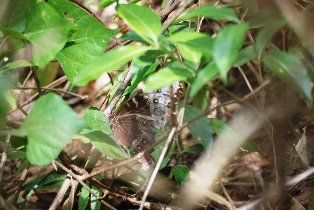 Blue Morpho at Monteverde Lodge, 19/04/14