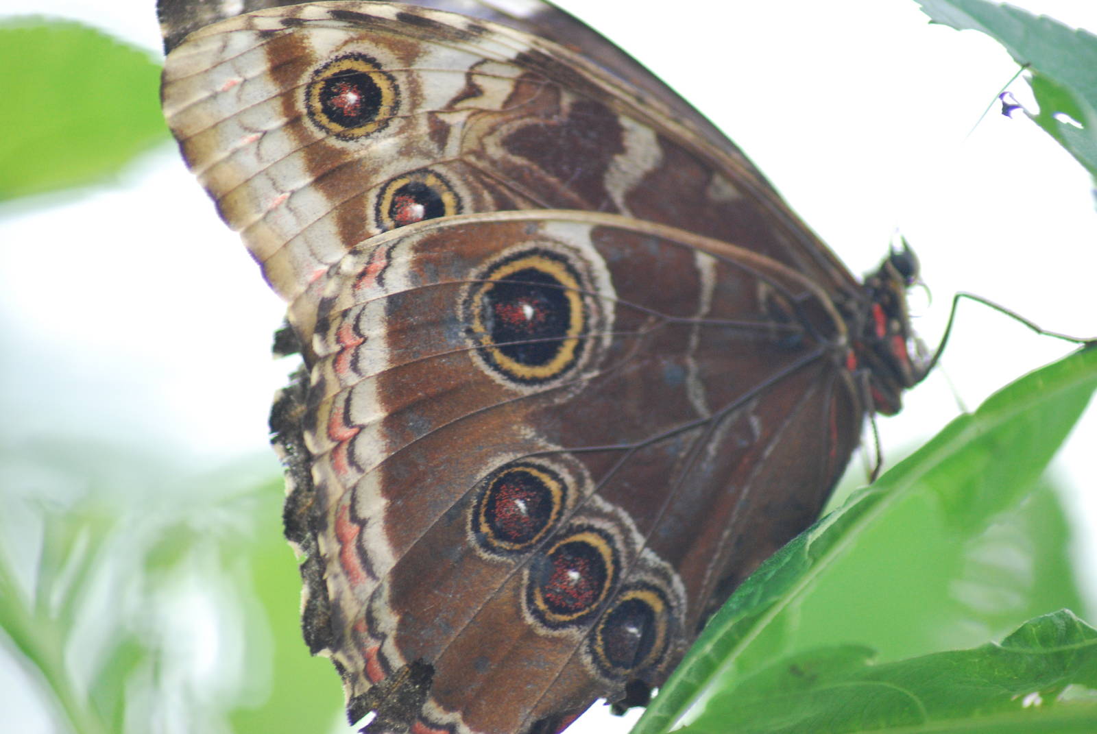 Blue Morpho Butterfly (Morpho peleides)