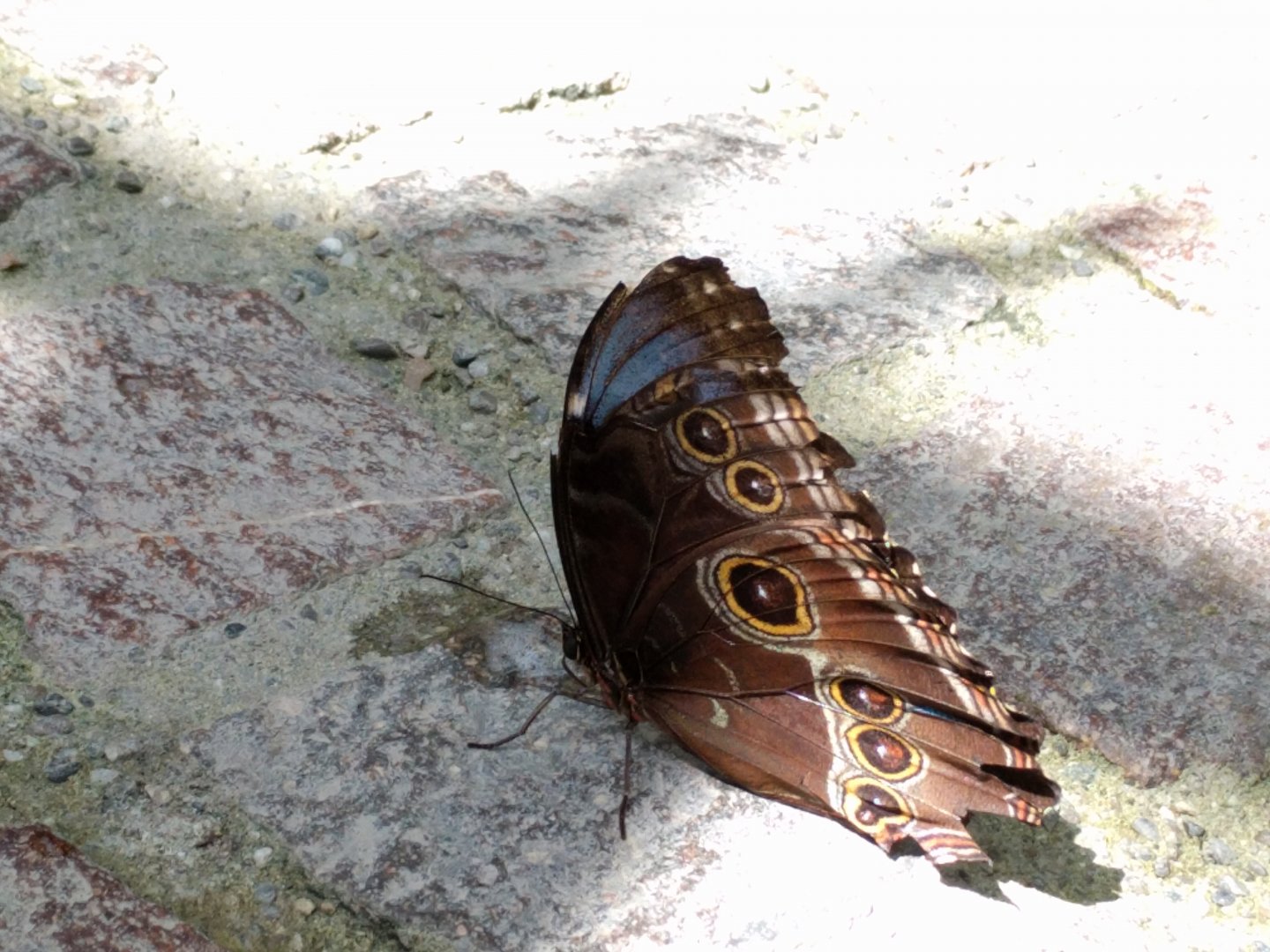 Blue morpho Butterfly