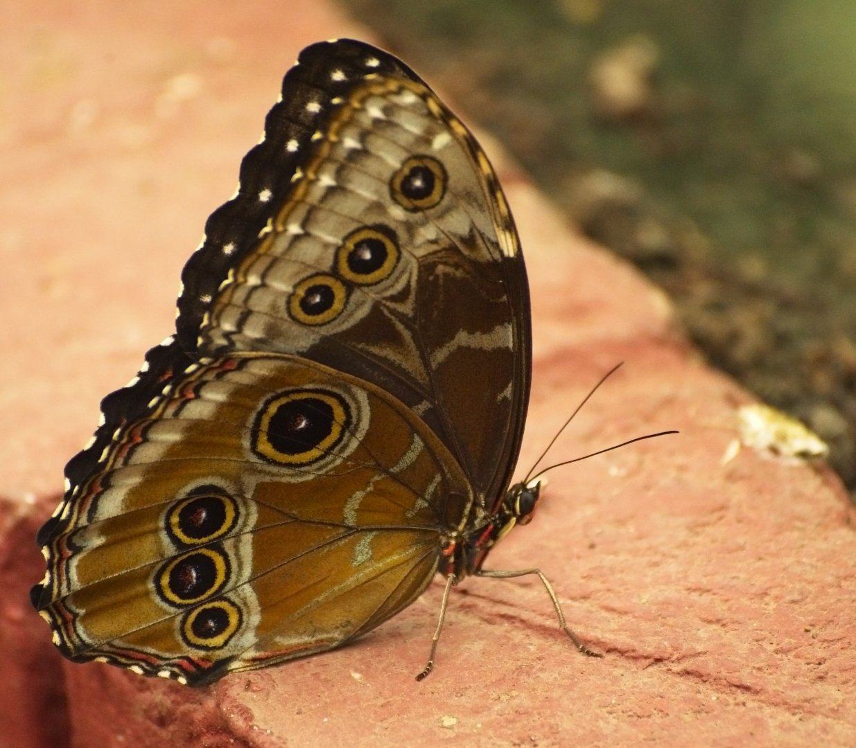 Blue Morpho Butterfly