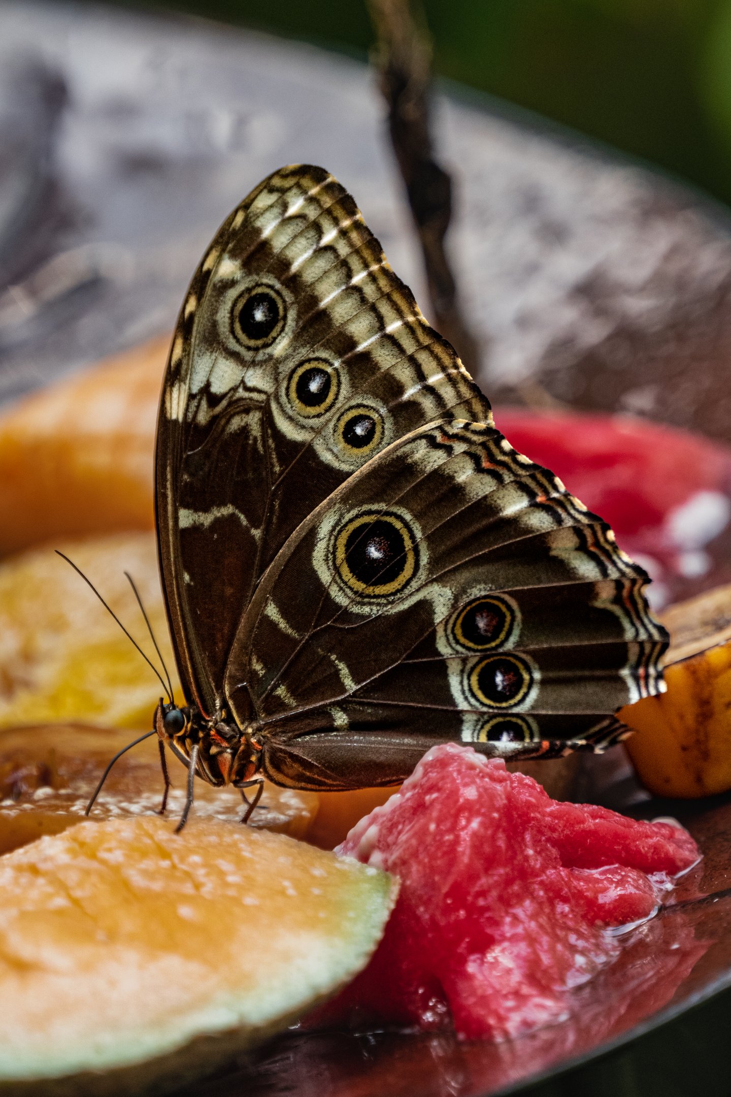 Blue Morpho Butterfly