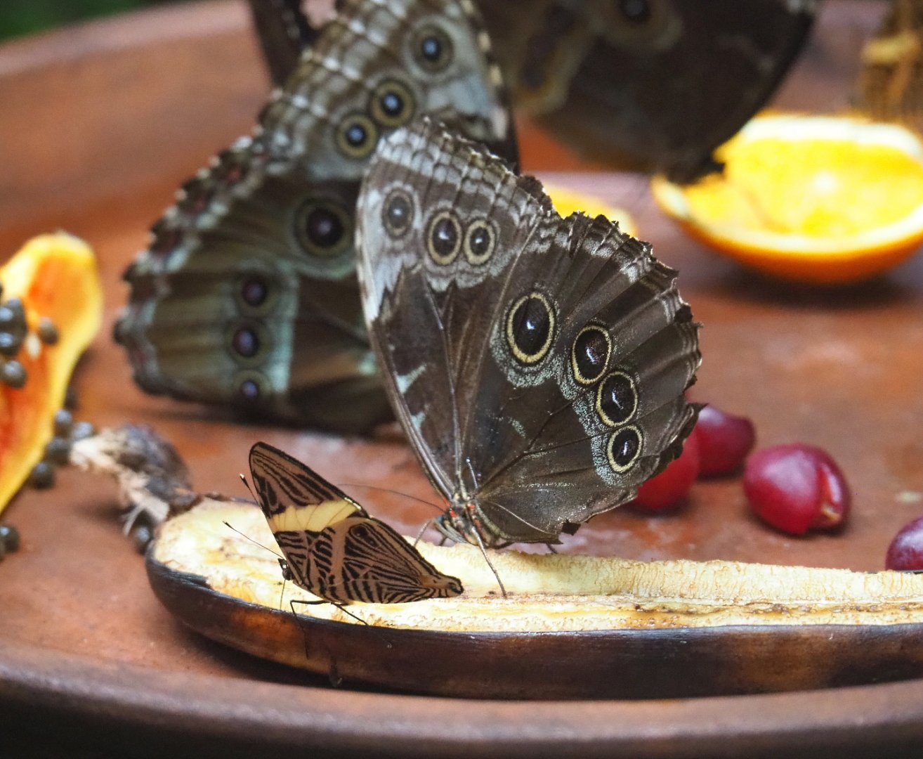 Blue Morpho (Morpho peleides) and Dirce beauty/Zebra mosaic (Colobura dirce) feeding on banana, 2021-06-12