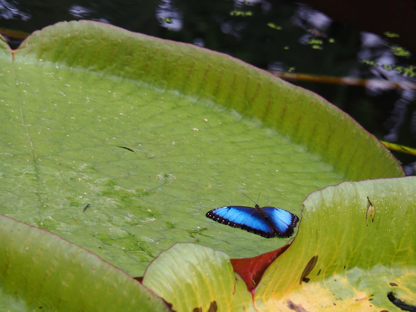 Blue morpho (Morpho peleides) on Victoria Amazonica (Nov 10th, 2018)