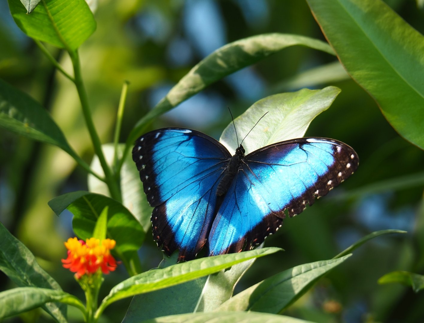 Blue morpho (Morpho peleides), Sep 16th, 2018