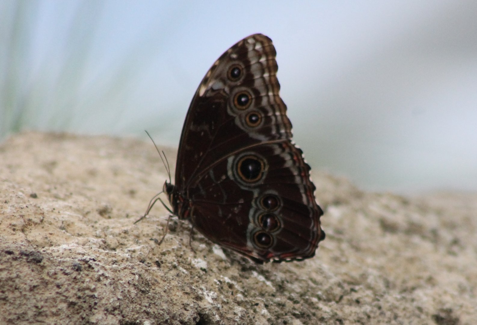 Blue morpho (Morpho peleides )