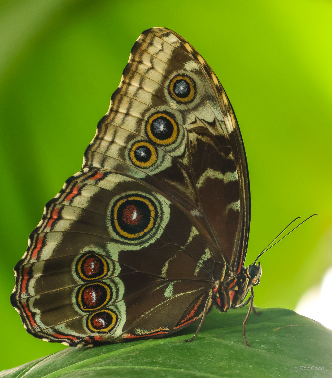 Blue morpho : Whipsnade Zoo : 16 Jun 2024
