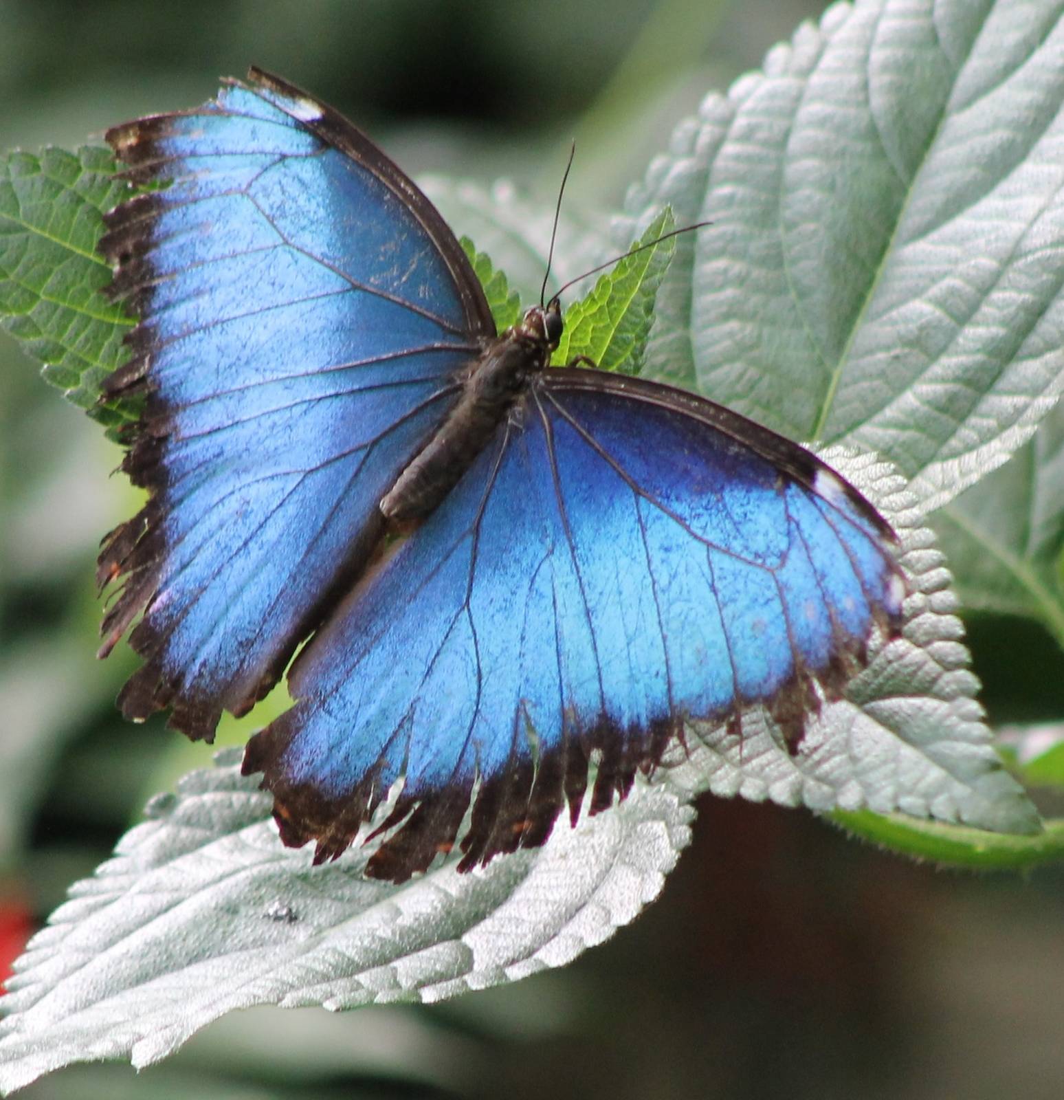 Blue morpho
