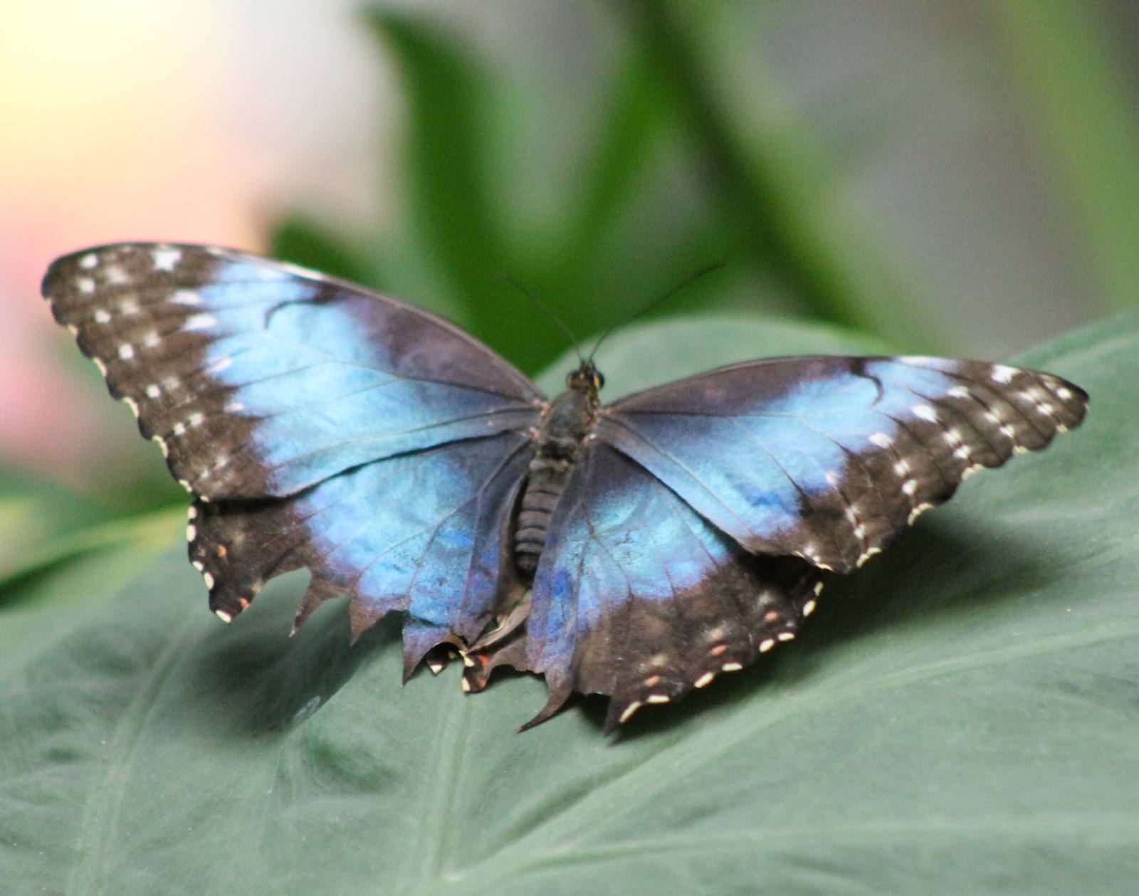 Blue morpho