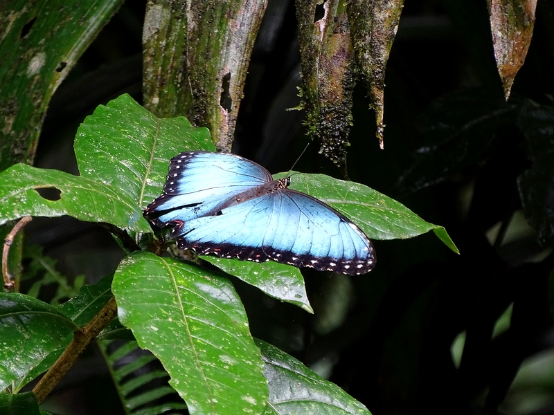 Blue morpho