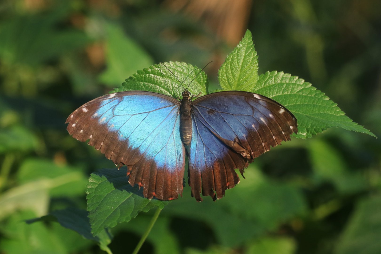 Blue morpho