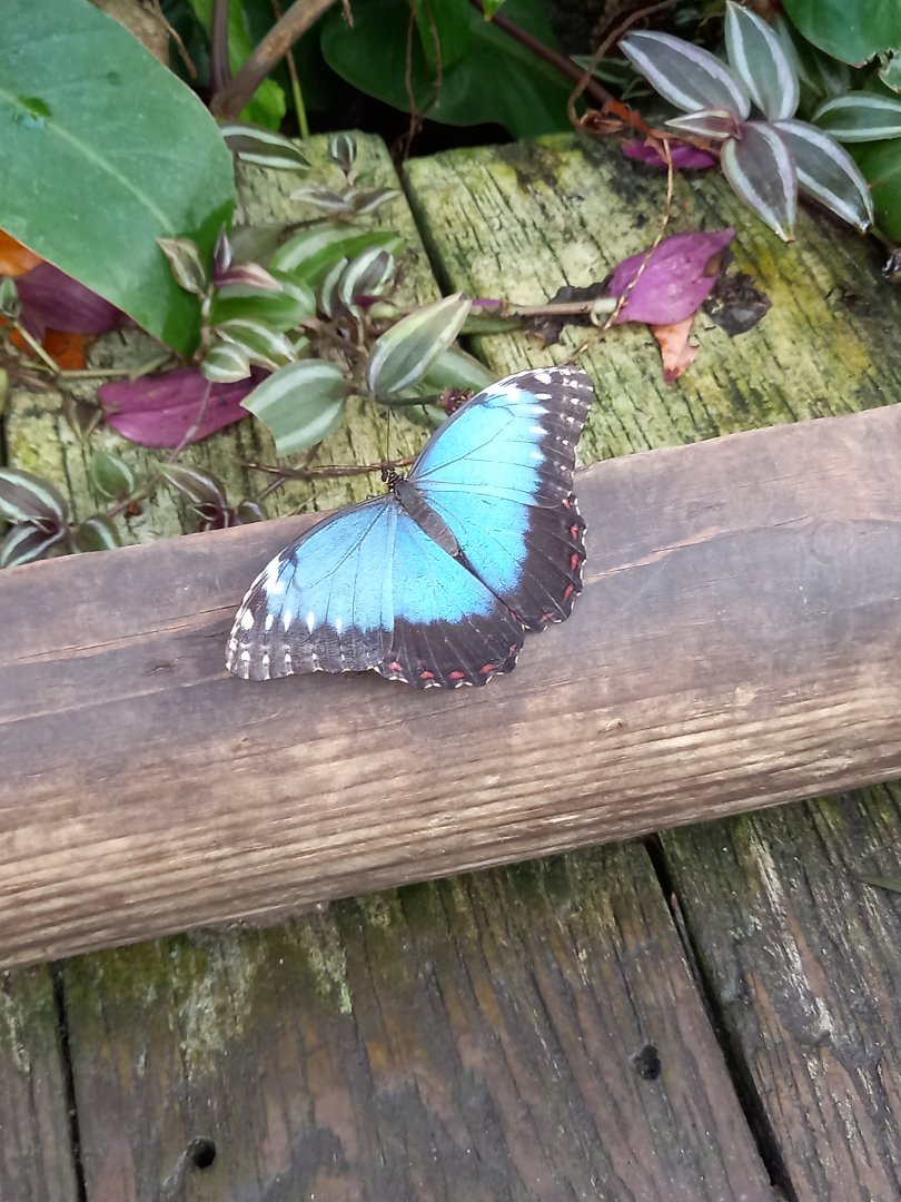 Blue Morpho