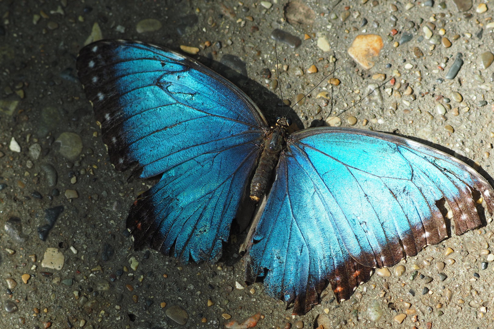 Blue Morpho