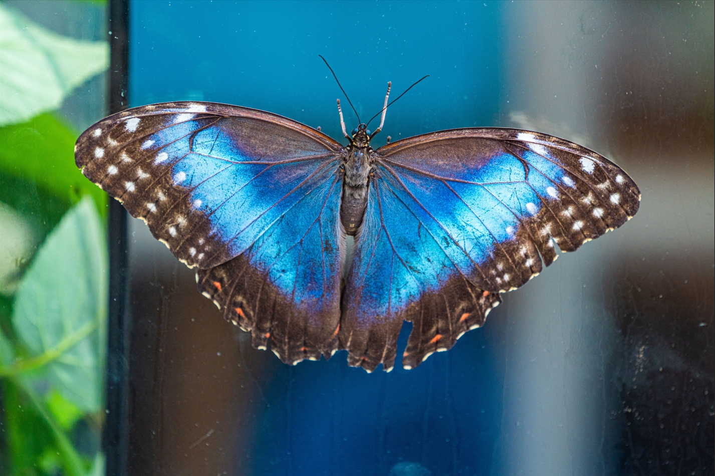 Blue Morpho