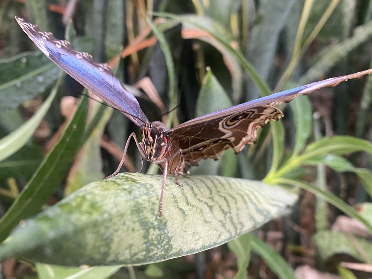 Blue morpho