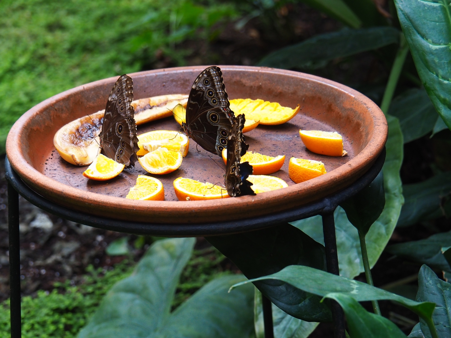 Blue morphos on fruit