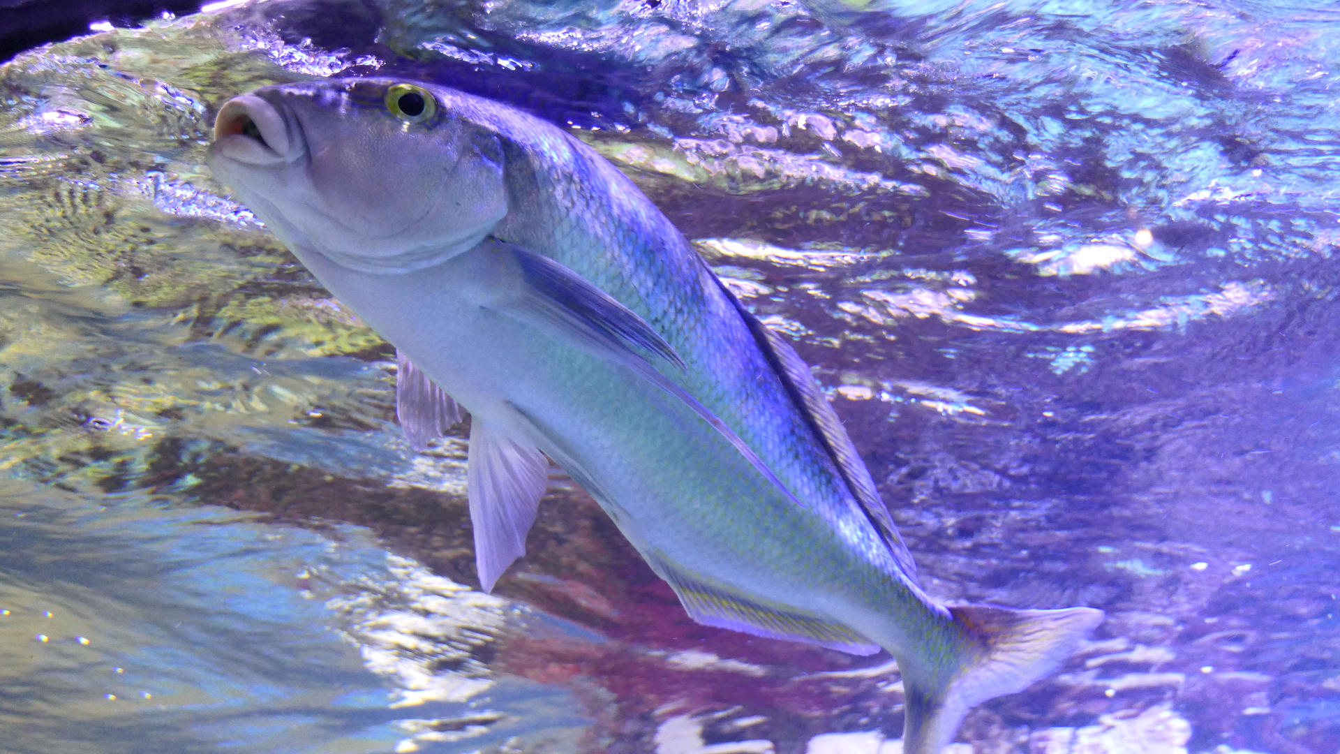 Blue Morwong (Nemadactylus valenciennesi) - Dolphin Discovery Centre, Bunbury
