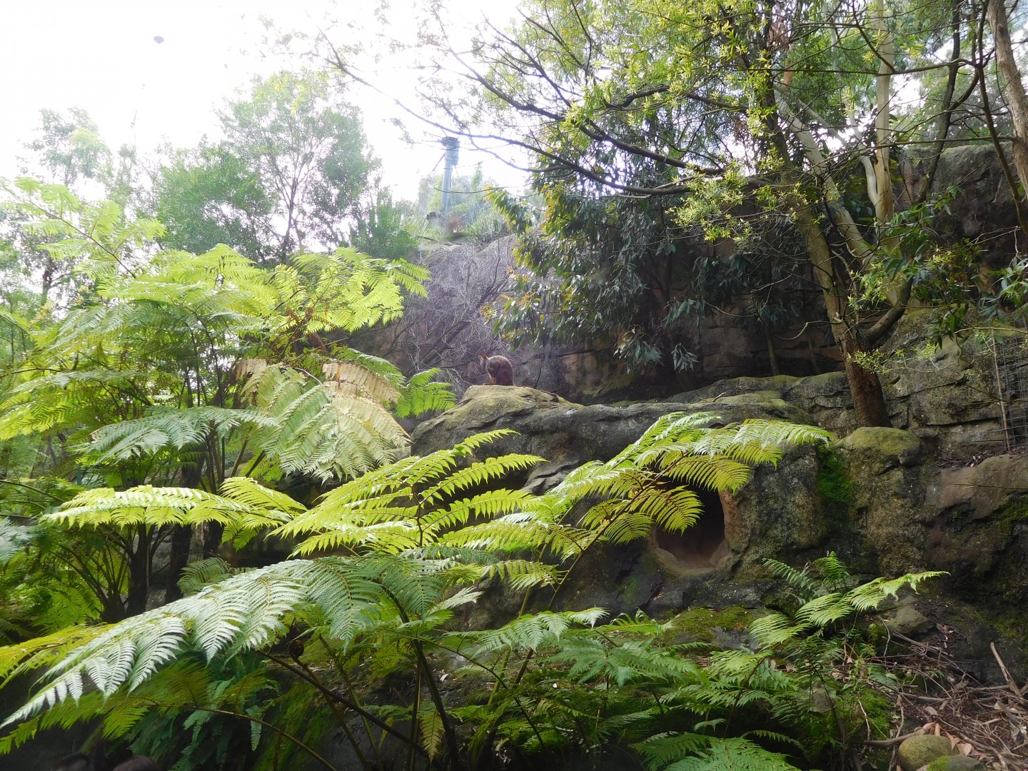 Blue Mountains Bushwalk