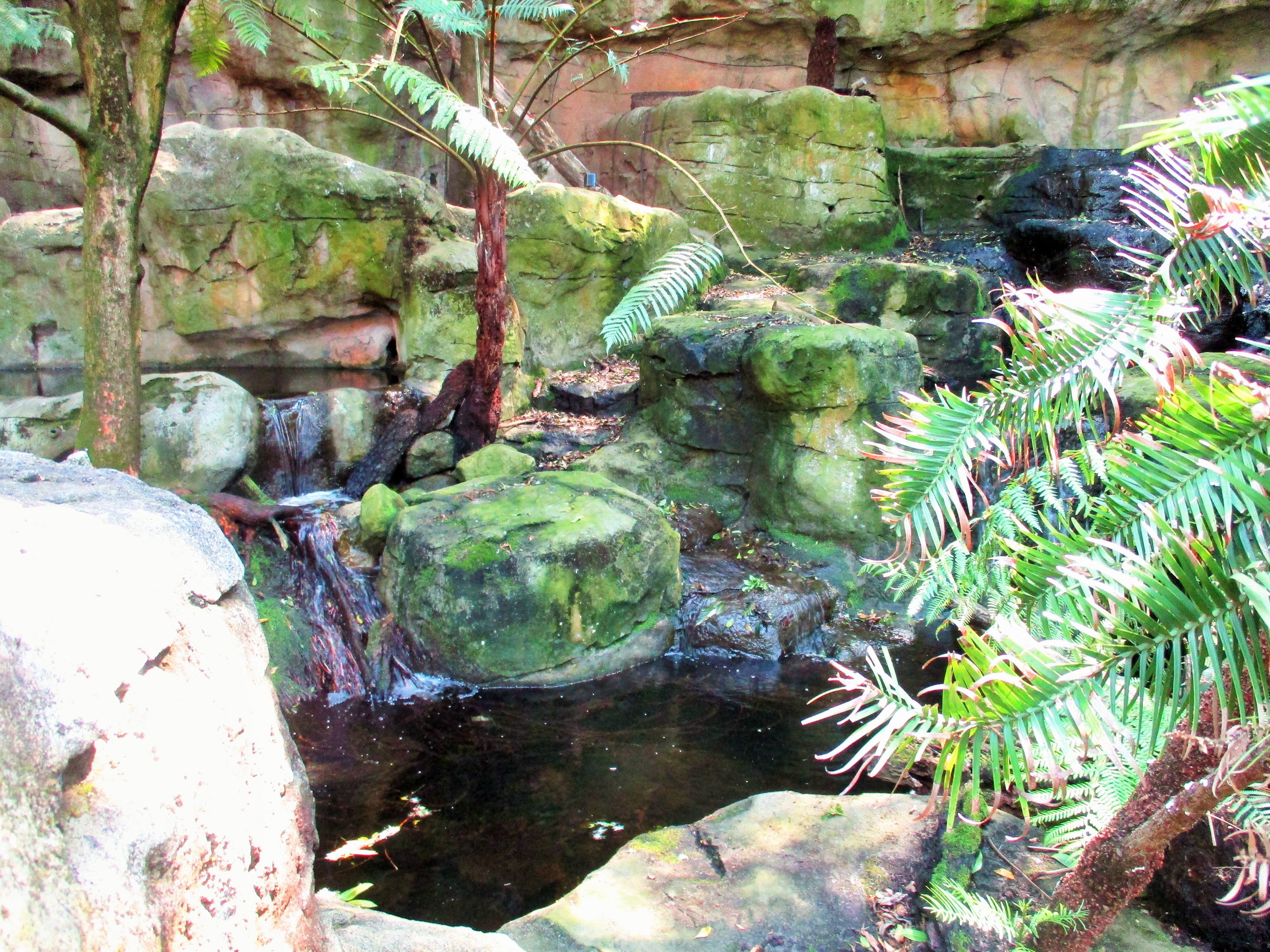 Blue Mountains Bushwalk