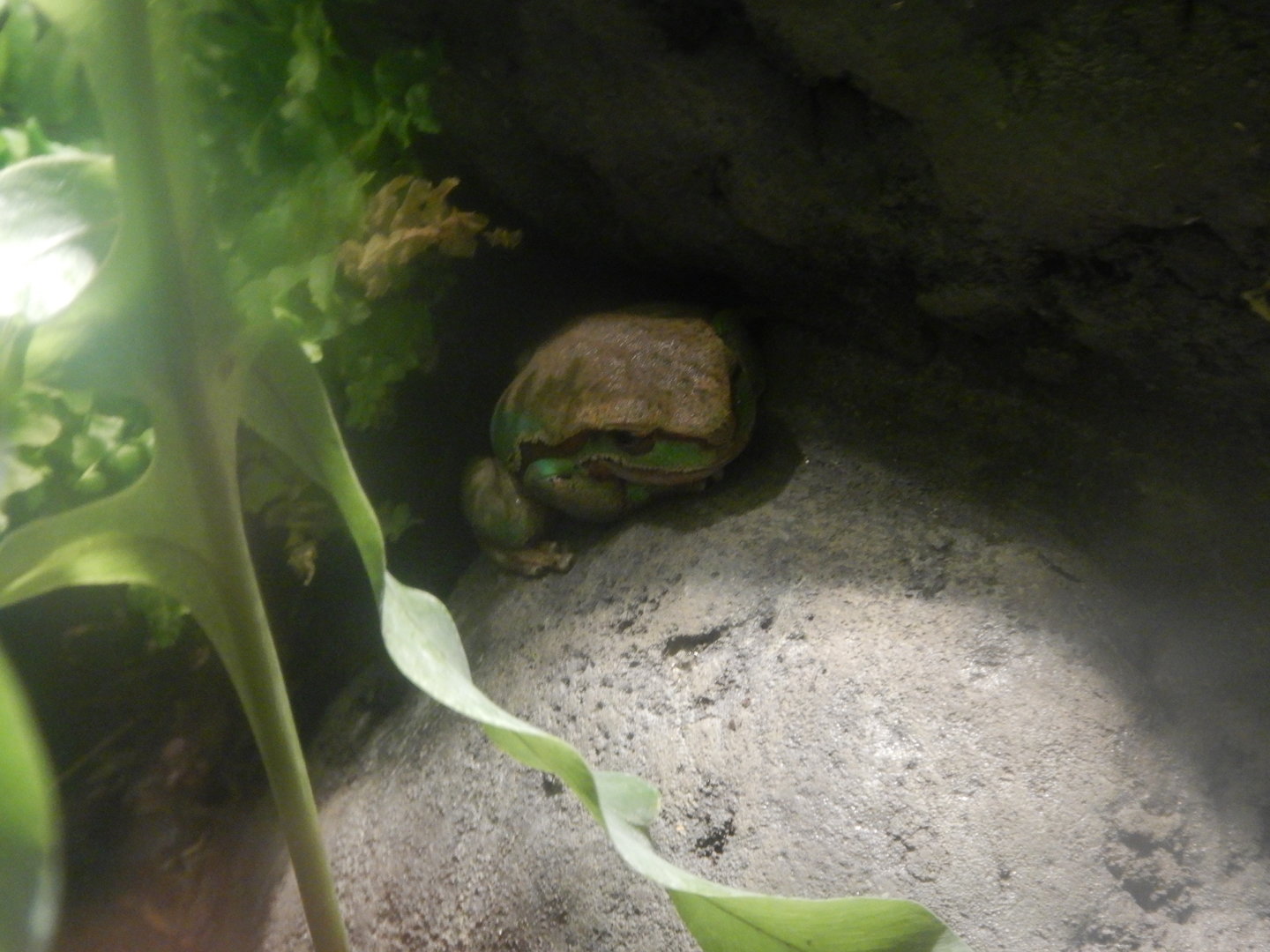 Blue Mountains Tree Frog