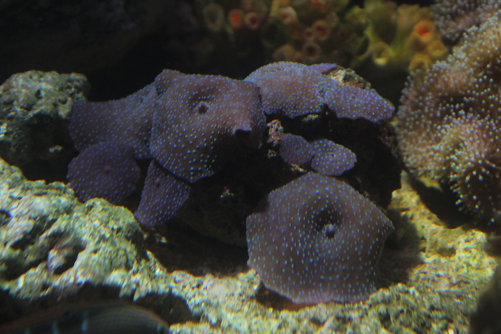 Blue mushroom anemone (Discosoma nummiforme)