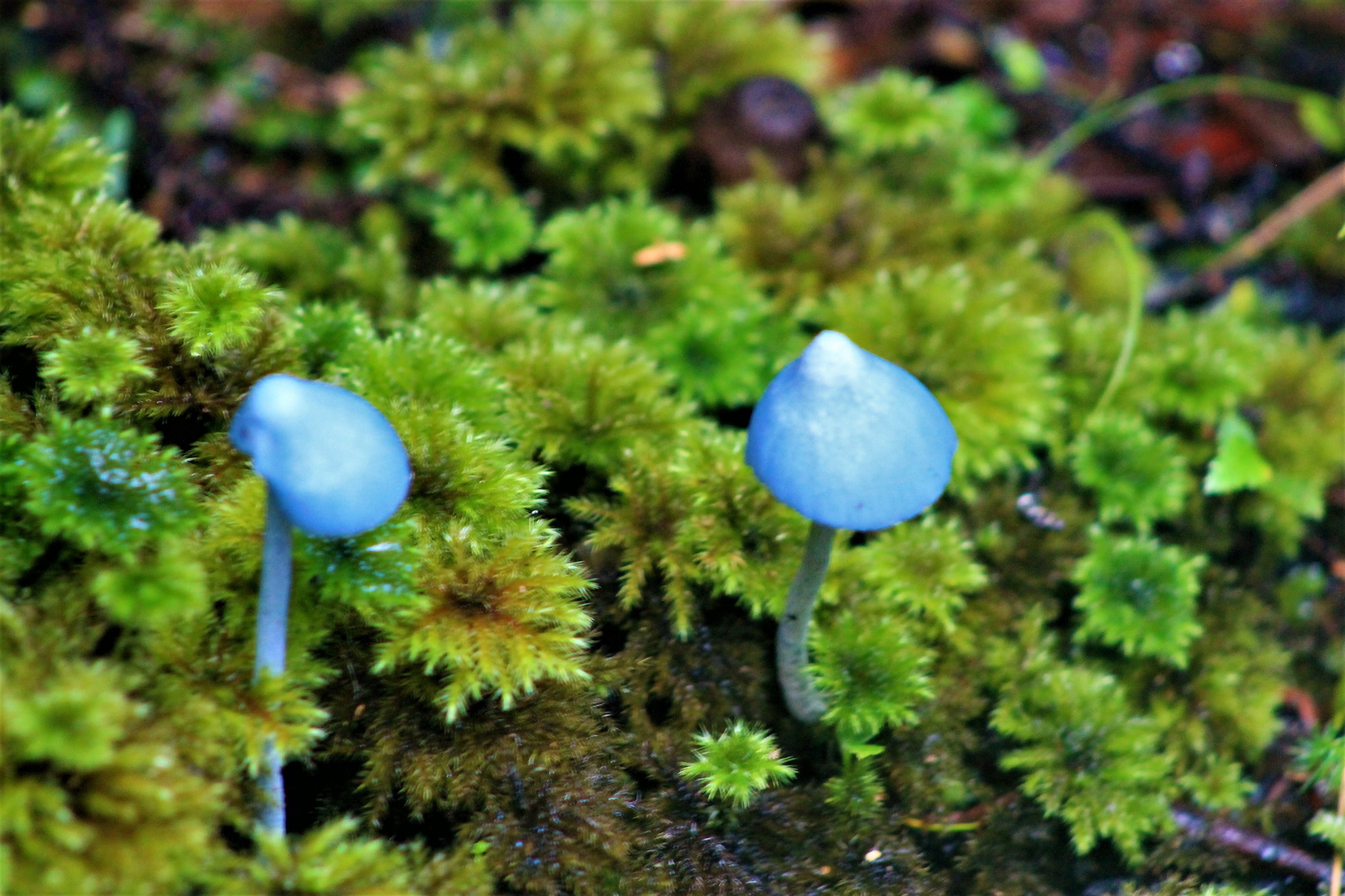 Blue Mushroom (Entoloma hochstetteri)