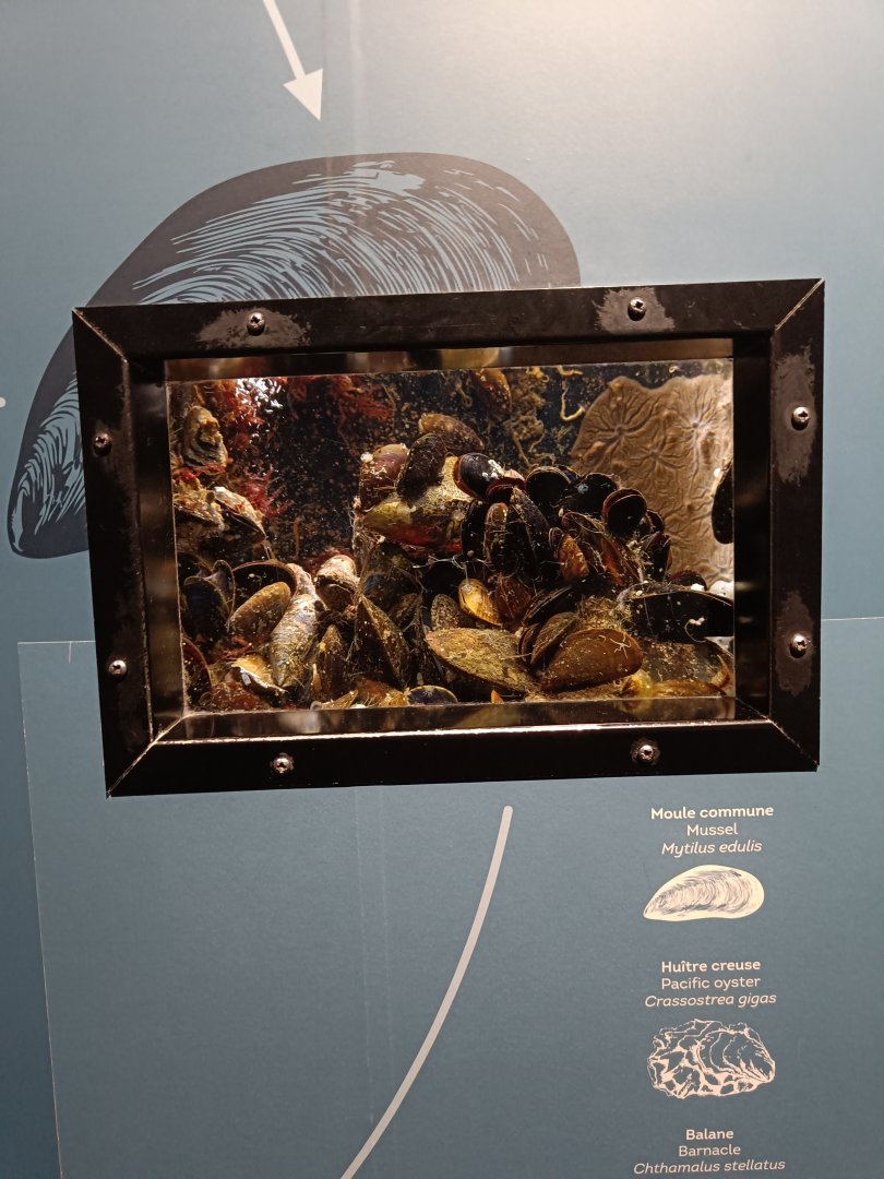 Blue Mussel, Pacific Oyster and Poli's Stellate Barnacle - Bretagne Pavilion (22/08/24)