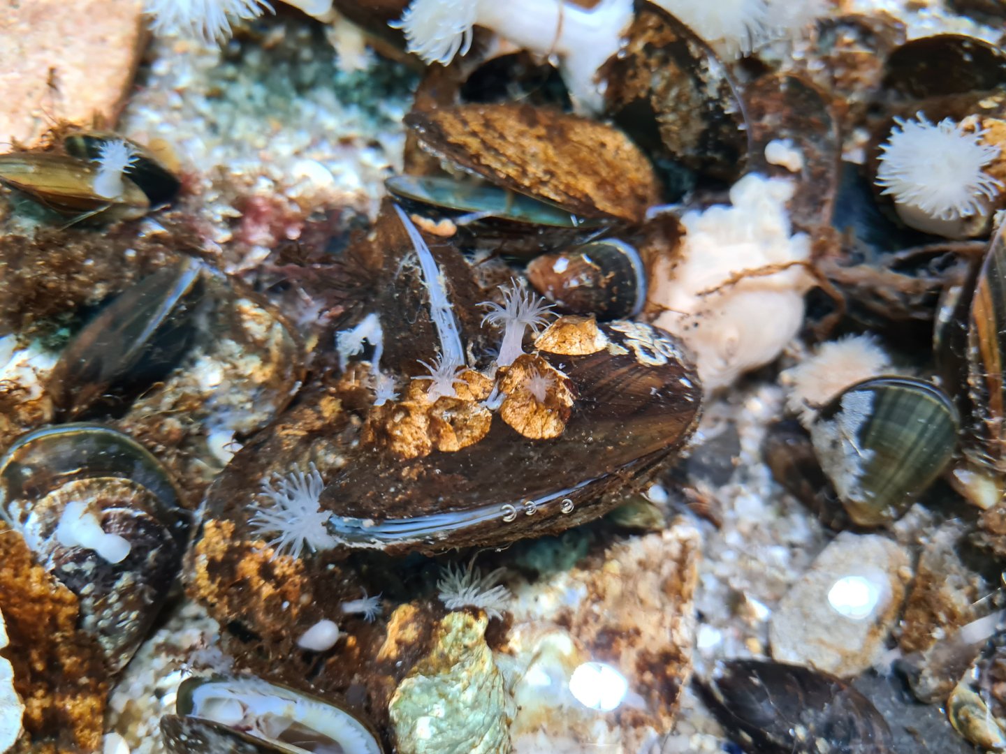 Blue mussels and Plumose anemones in rock pool tanks