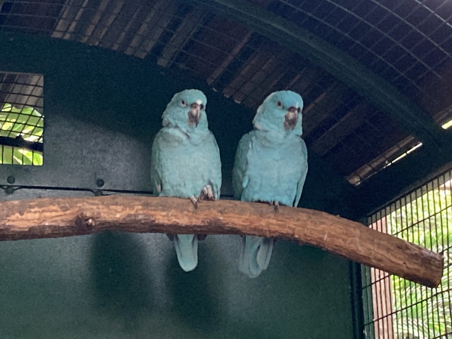 Blue Mutation Amazon Parrot